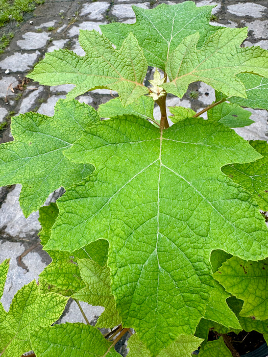 Pee Wee Oak Leaf Hydrangea