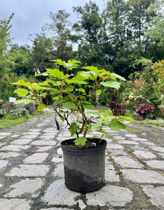 Pee Wee Oak Leaf Hydrangea