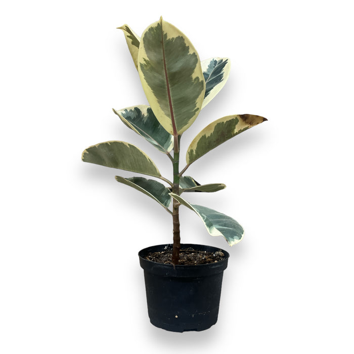 Variegated Rubber Tree - 6" Pot (1-1.5ft Tall)