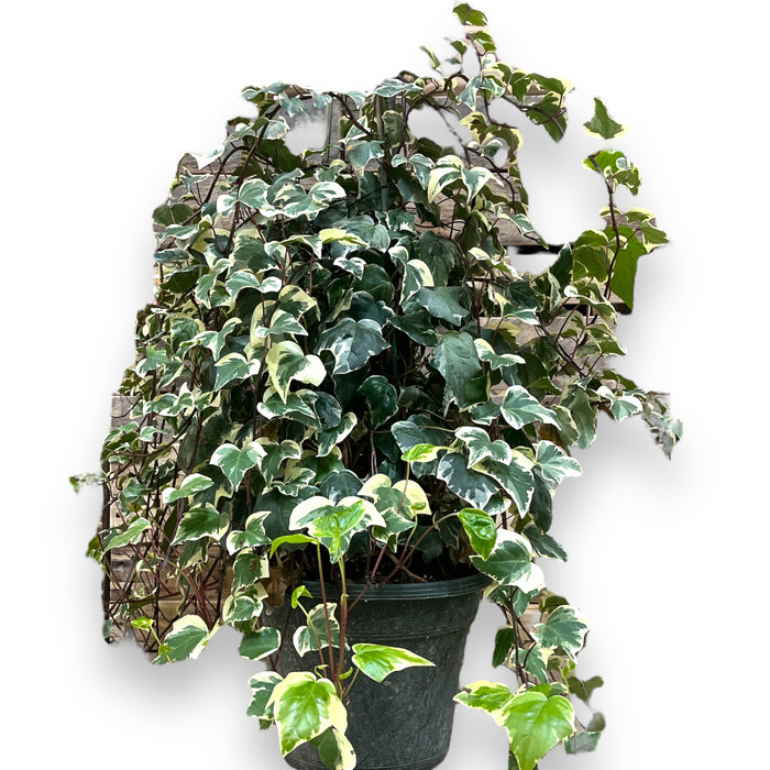 Ivy Cone 12" Pot Indoor Plant - (3.5ft Tall)
