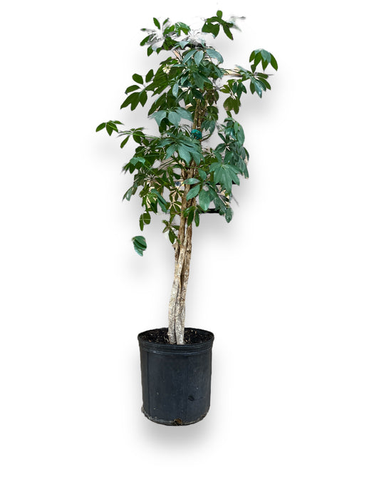 Braided Money Tree Indoor Plant- 10" pot (3ft Tall)