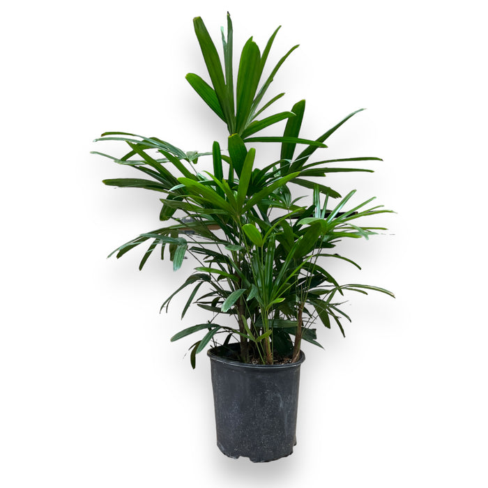 Rhapis Palm Indoor Plant - 10" Pot (2.5ft Tall)