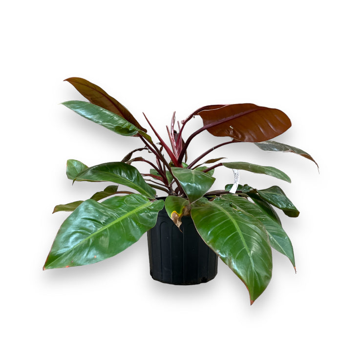 Prince of Orange Indoor Plant - 10" Pot (2ft Tall)