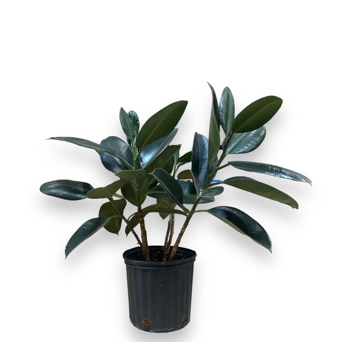 Rubber Tree Indoor Plant - 10" Pot (2ft Tall)
