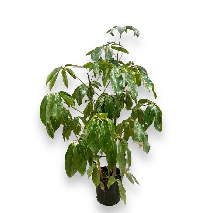 Umbrella Plant Indoor Plant - 10" Pot (3ft Tall)