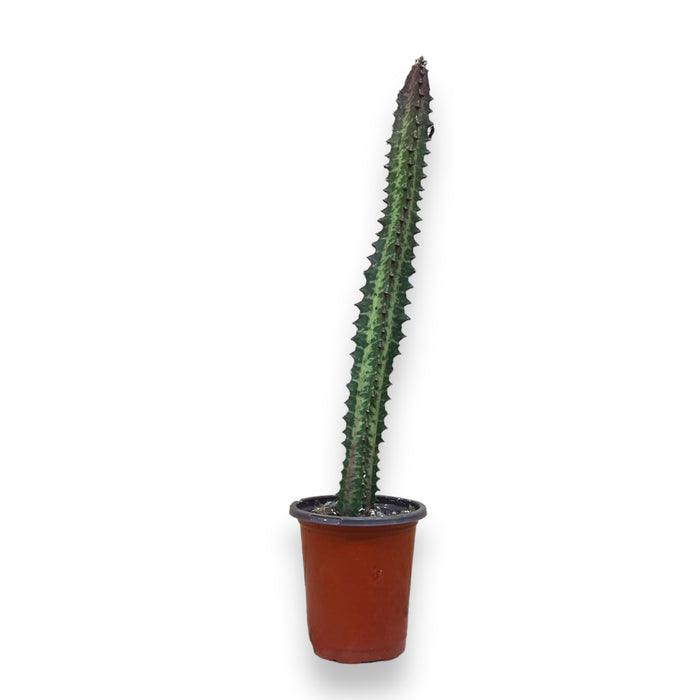 Cactus Indoor Plant - 4" Pot (8-15" Tall)