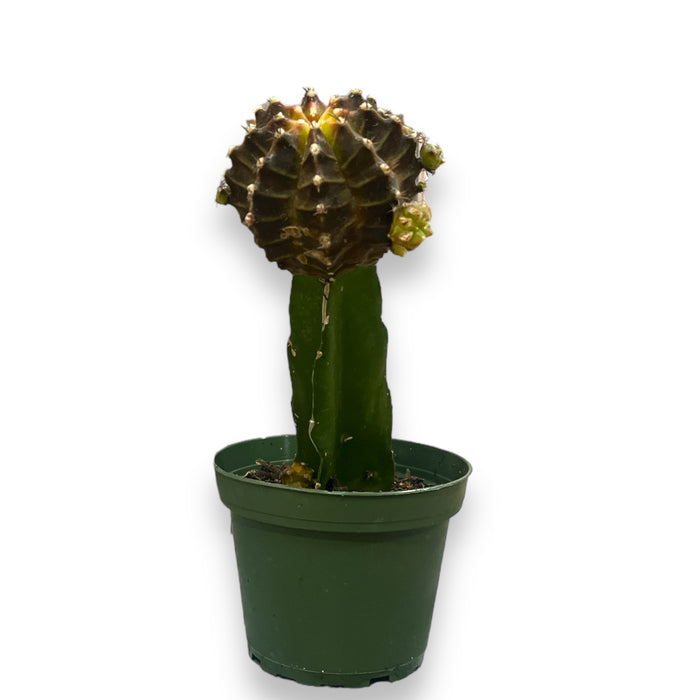 Moon Cactus Indoor Plant - (4-6" Tall)