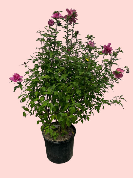 Lucy Hibiscus (Rose of Sharon)