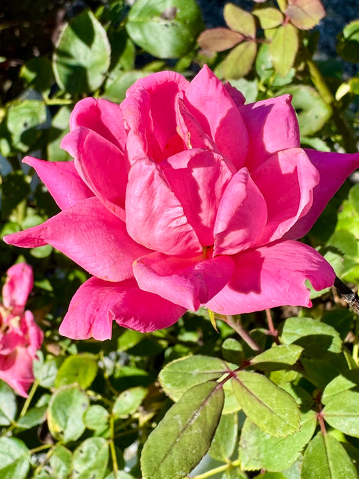 Pink Double Knock Out® Rose