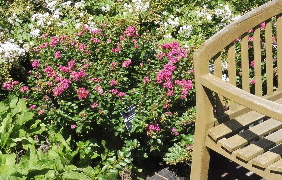Pink Velour Crape Myrtle