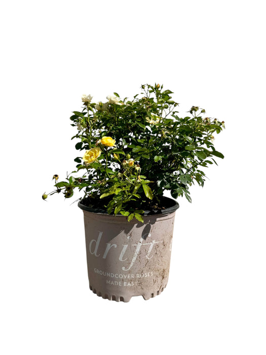 Popcorn Drift® Groundcover Rose