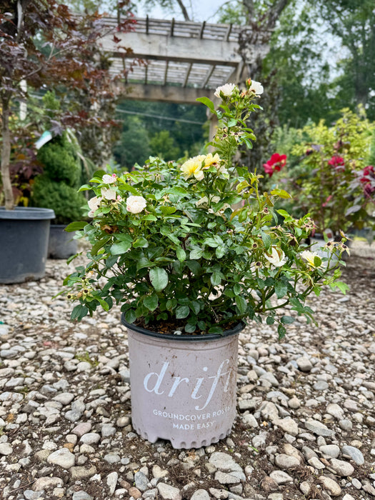 Popcorn Drift® Groundcover Rose
