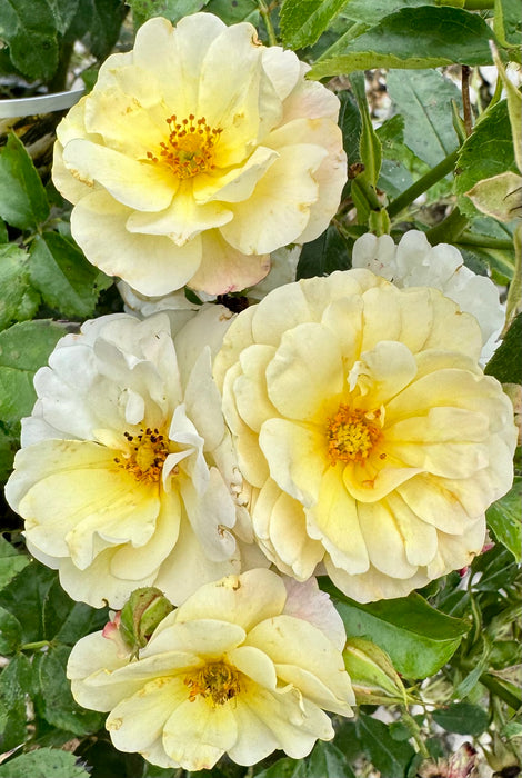 Popcorn Drift® Groundcover Rose