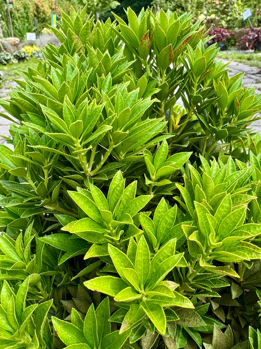 Prelude Pieris