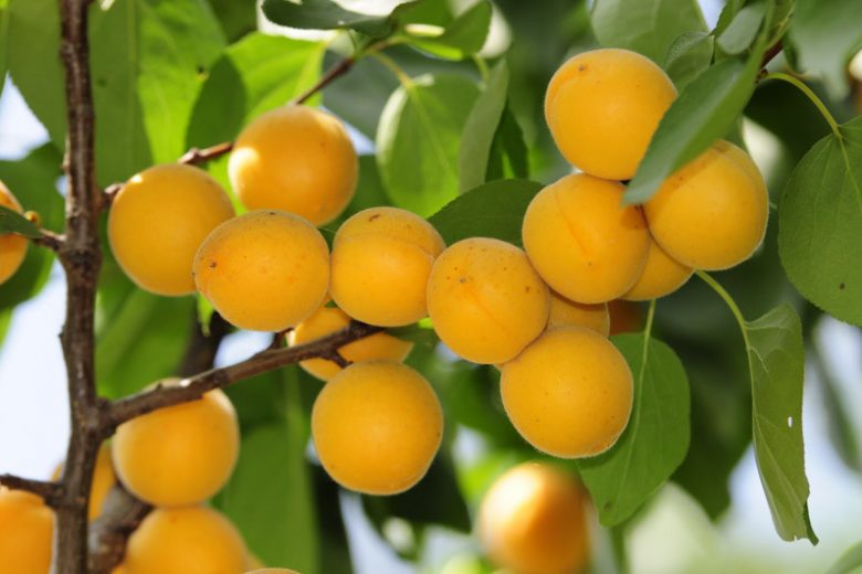 Sungold Apricot Tree