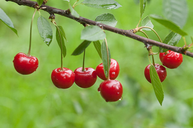 Montmorency (Sour) Cherry Tree