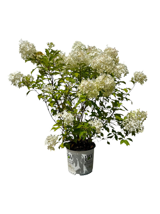 Pufferfish Hydrangea