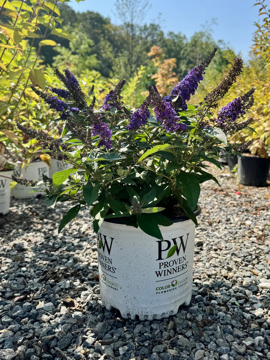 Pugster Blue® Butterfly Bush