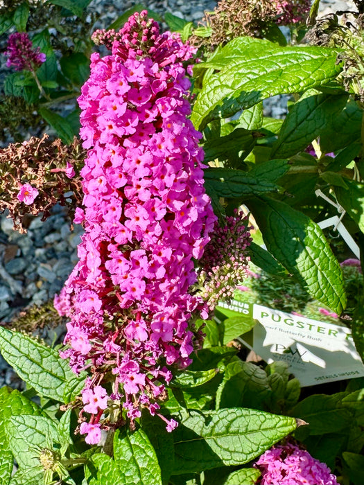 Pugster Pinker® Butterfly Bush