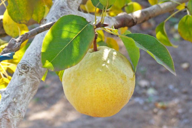 Orient Pear Tree