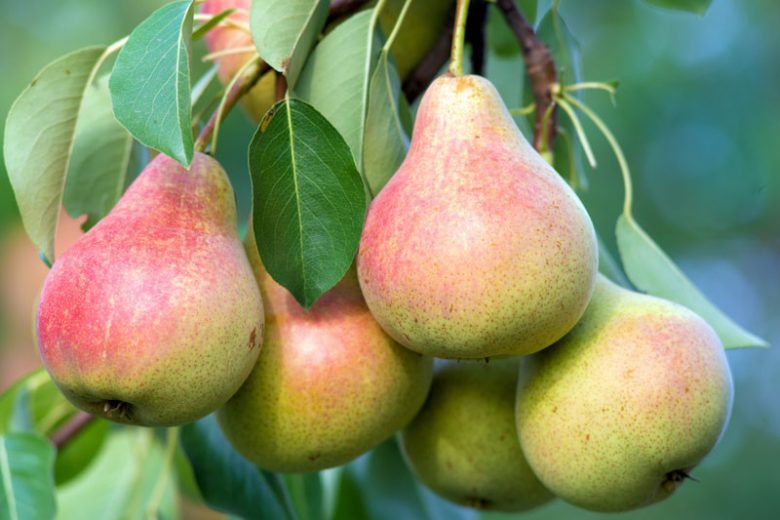 Clapp's Favorite Semi-Dwarf Pear Tree