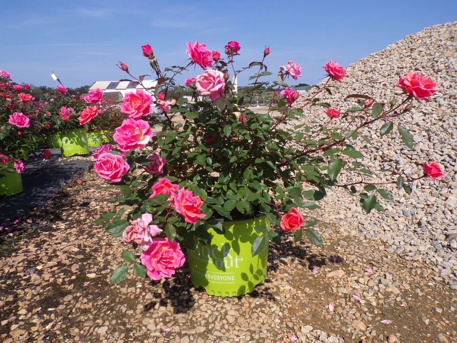 Coral Knock Out® Rose