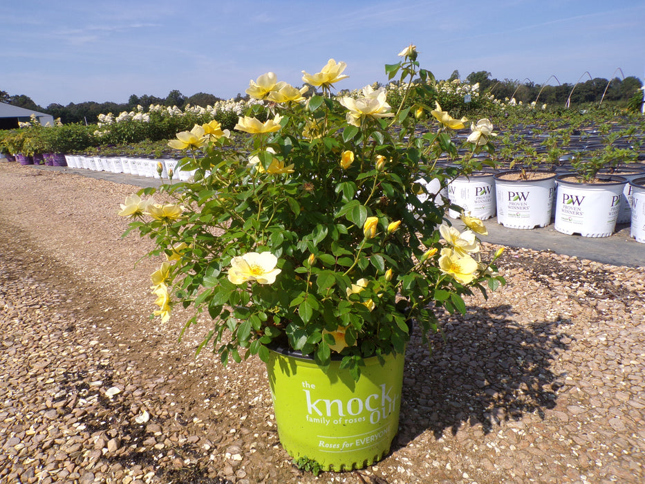 Easy Bee-zy™ Knock Out® Rose