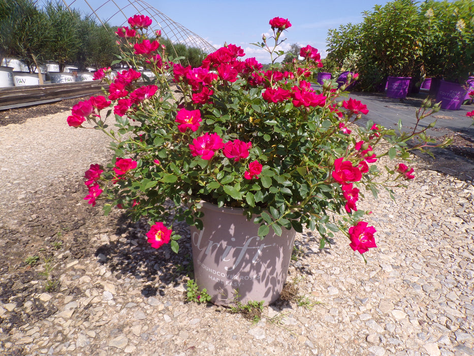 Red Drift® Rose