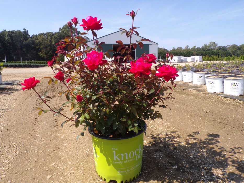 Double Knock Out® Red Rose