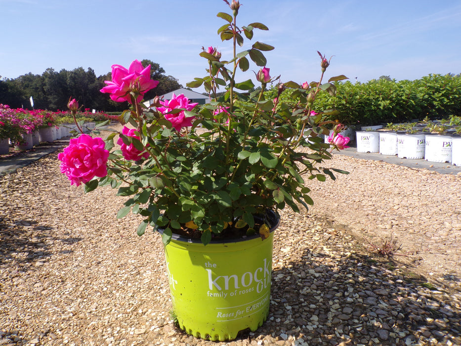 Pink Double Knock Out® Rose