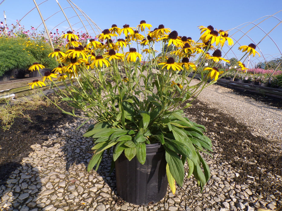 American Goldrush Black Eyed Susan