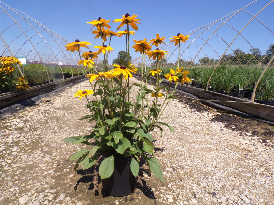 Indian Summer Black Eyed Susan