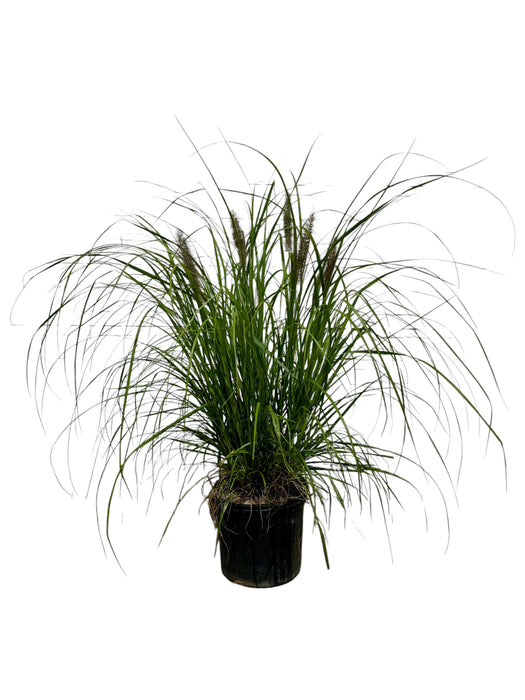 Red Head Fountain Grass
