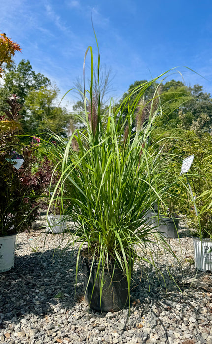 Red Head Fountain Grass