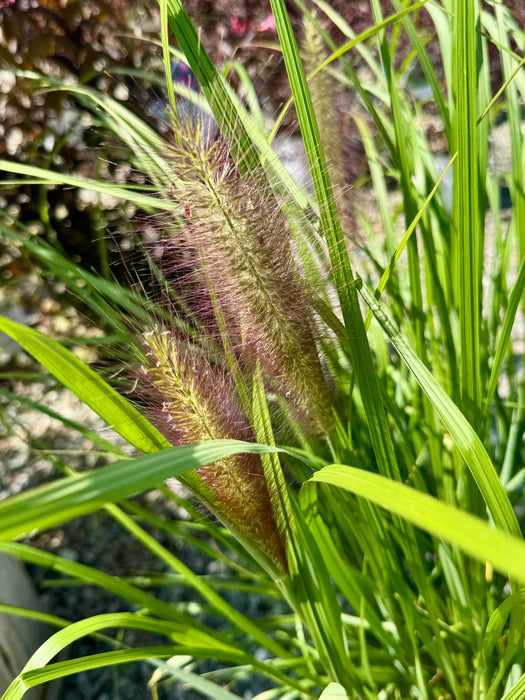 Red Head Fountain Grass