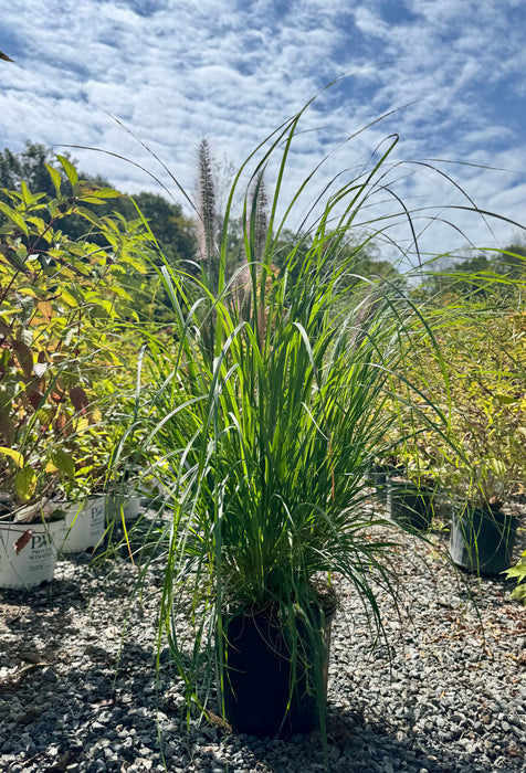 Red Head Fountain Grass