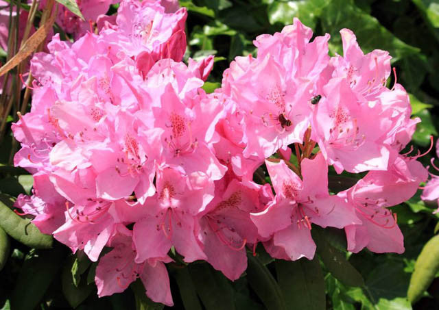 Olga Mezitt Rhododendron - (1-2.5ft)