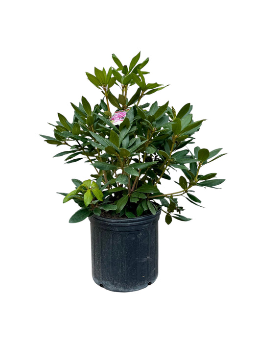Roseum Elegans Rhododendron