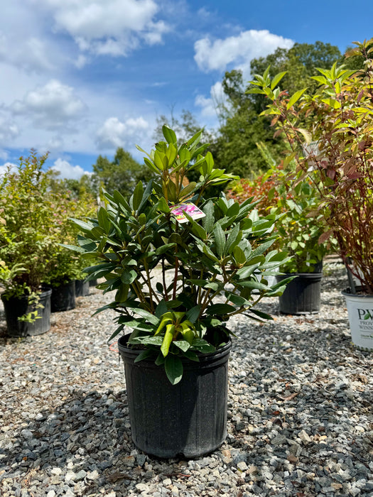 Roseum Elegans Rhododendron
