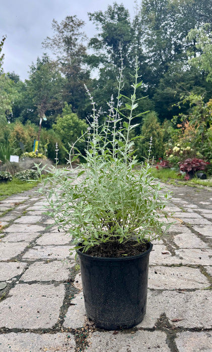 Russian Sage