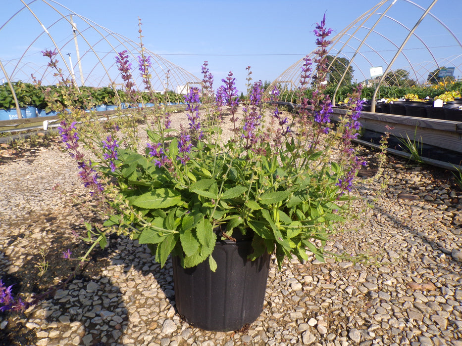 May Night Salvia
