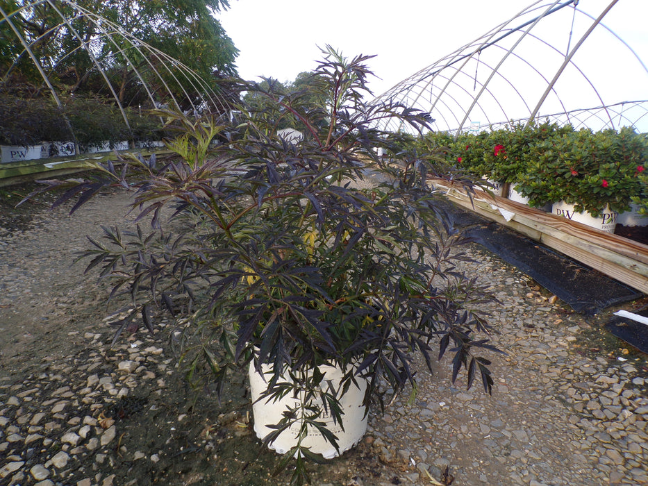 Black Lace Elderberry