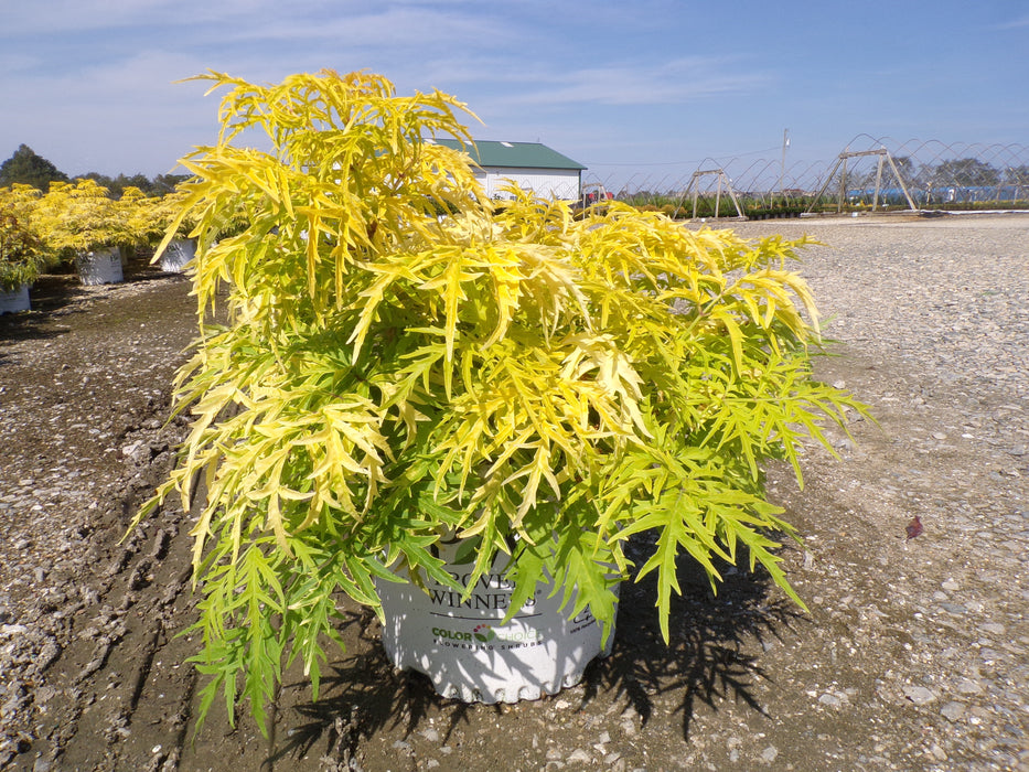 Lemony Lace® Elderberry