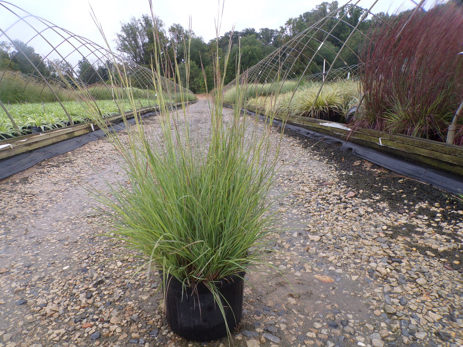 The Blues Little Bluestem Grass