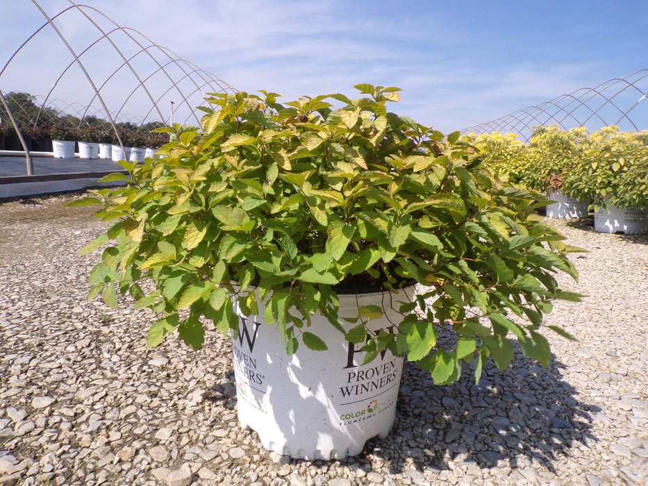 Double Play Big Bang® Spirea