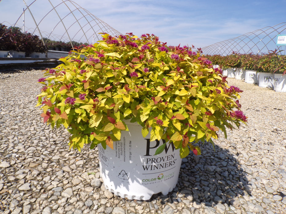 Double Play® Dolly™ Spirea