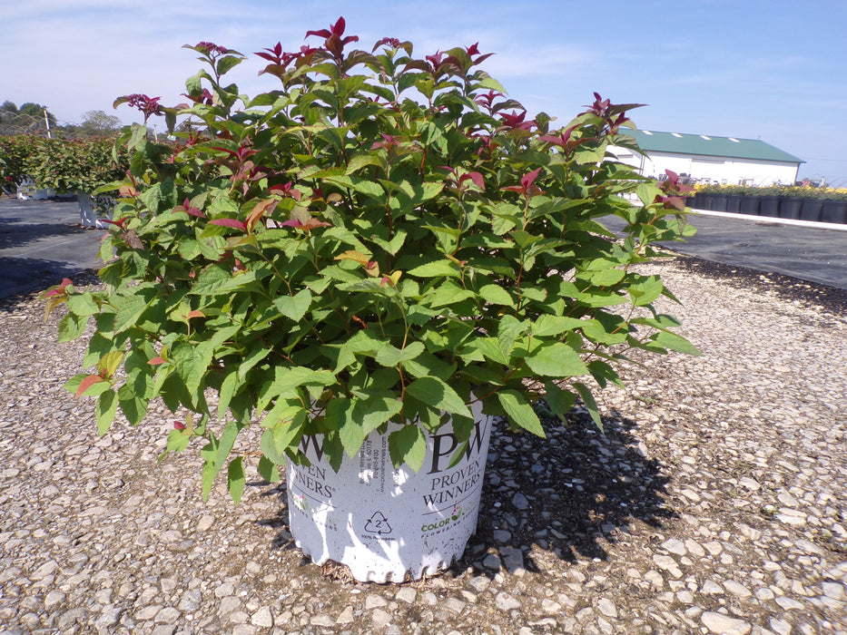 Double Play Doozie® Spirea