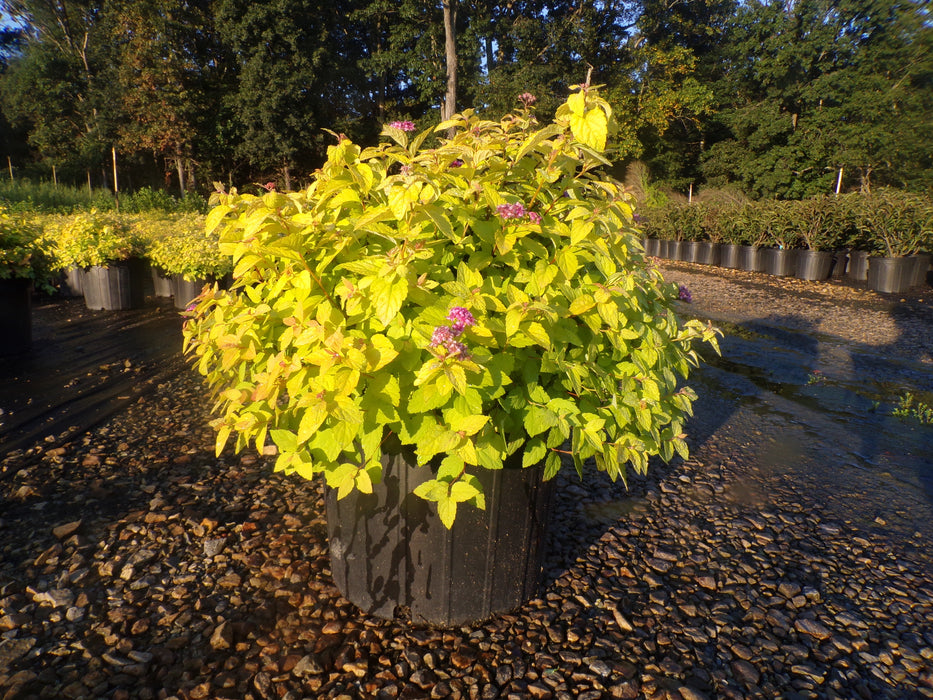 Goldmound Spirea