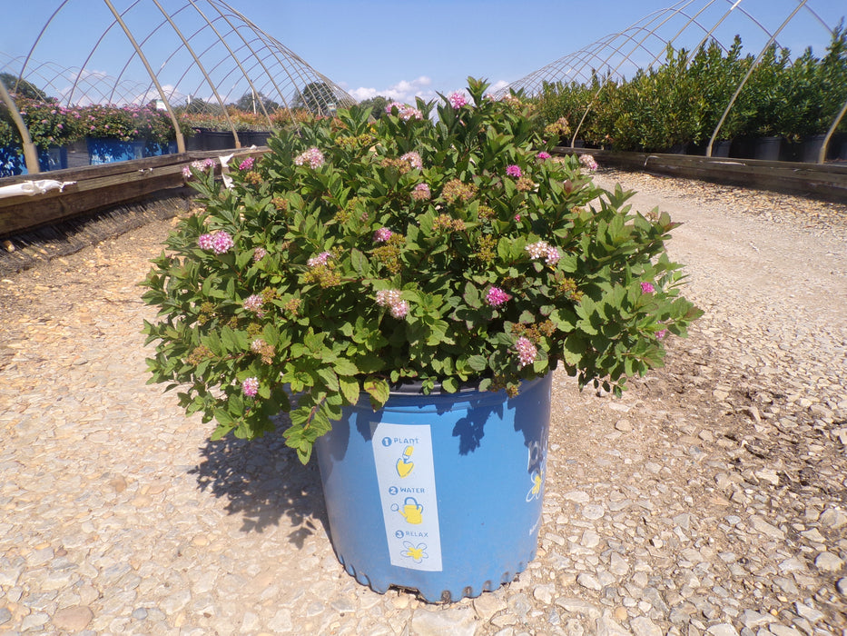 Poprocks® Petite Spirea