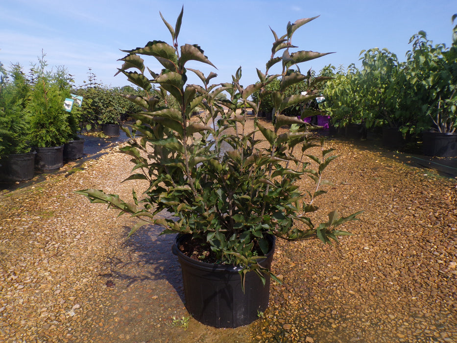 Miss Kim Dwarf Lilac